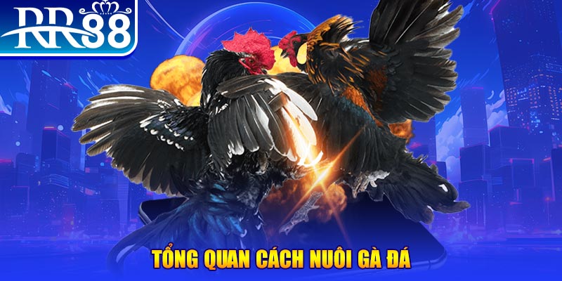 vwin88 game nổ hũ rút tiền mặt là gì