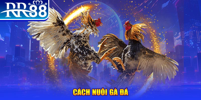 vwin88 Ws168 Đá Gà